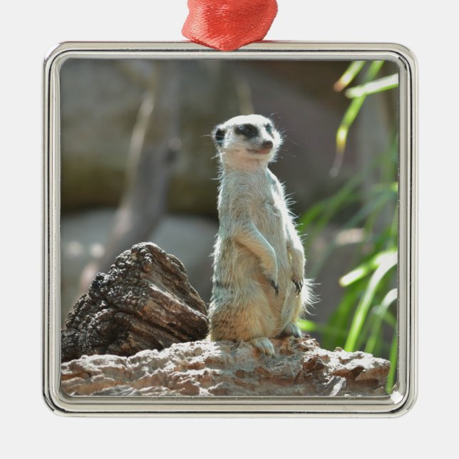 Ornement Carré Argenté Meerkat (Devant)