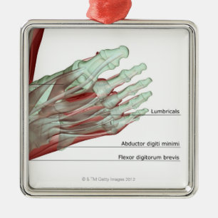 Ornement Carré Argenté Musculoskeleton du pied