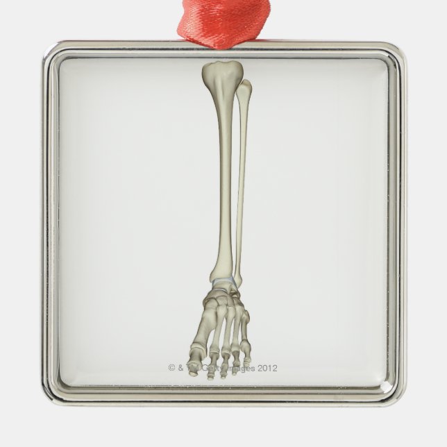 Ornement Carré Argenté Os de la jambe (Devant)