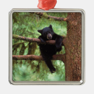 Ornement Carré Argenté ours noir, Ursus americanus, ourson dans un arbre
