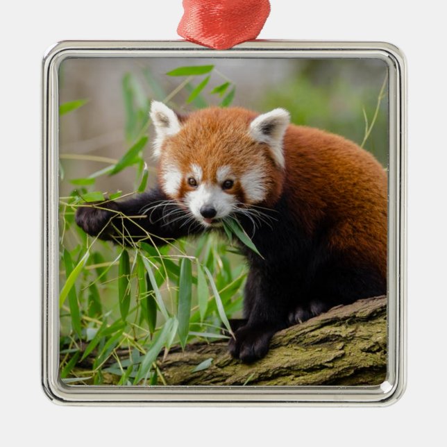 Ornement Carré Argenté Panda Rouge Manger Feuille verte (Devant)