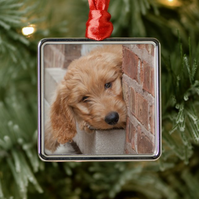 Ornement Carré Argenté Peecing de Goldendoodle (Arbre)
