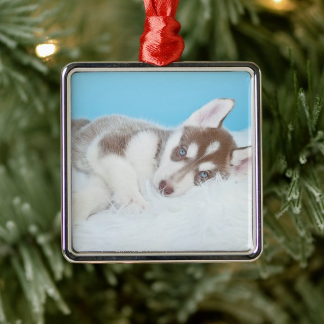 Ornement Carré Argenté Petit Chiot Husky allongé sur une couverture (Arbre)