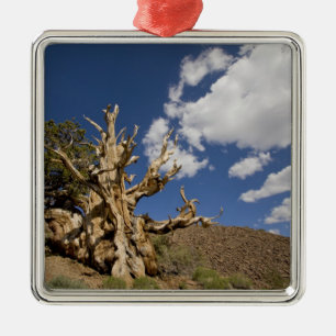 Ornement Carré Argenté Pin Bristlecone dans l'Ancient Bristlecone Forest,