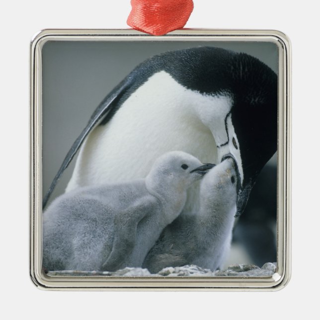 Ornement Carré Argenté Pingouins de Chinstrap, Pygoscelis antarctica), (Devant)