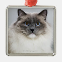 Portrait de chat de Ragdoll