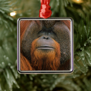 Ornement Carré Argenté Portrait d'un orang-outan mâle, Géorgie, États-Uni