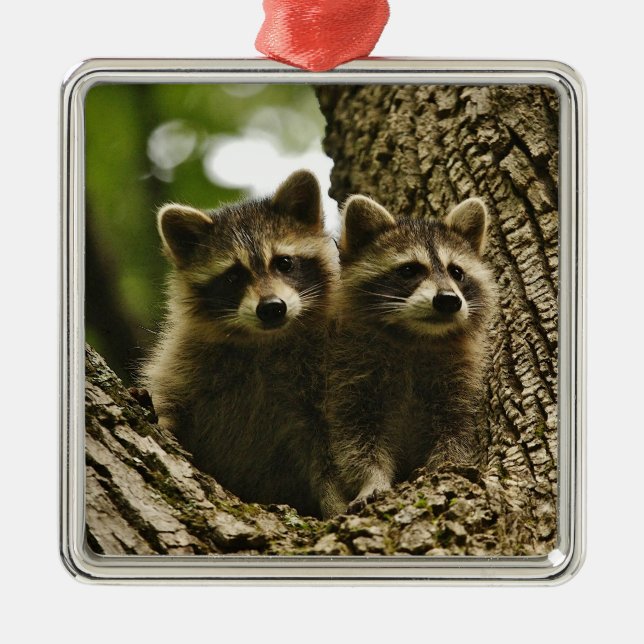 Ornement Carré Argenté Raccoons pour bébés sauvages Photo (Devant)