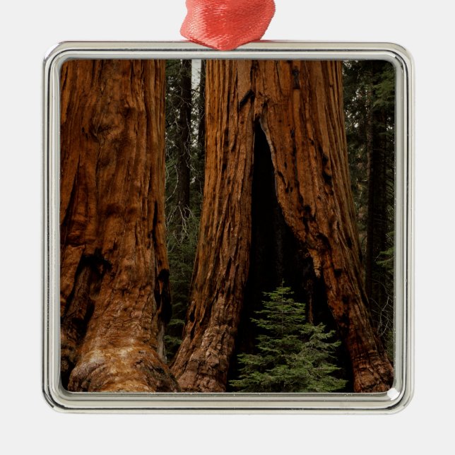 Ornement Carré Argenté Redwood Trees, Sequoia National Park. (Devant)