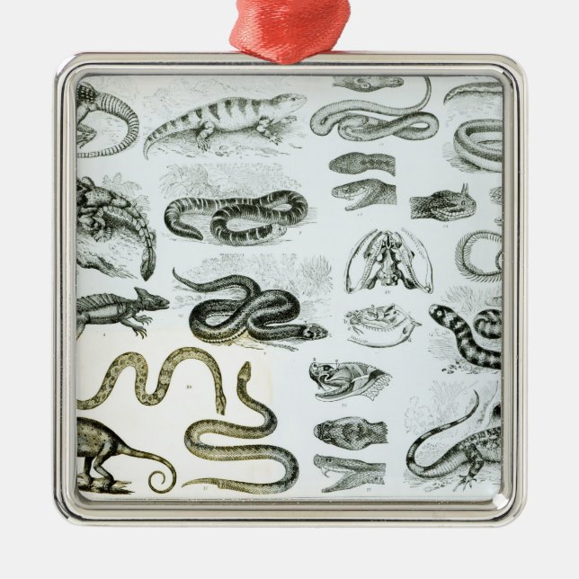 Ornement Carré Argenté Reptiles, serpents et lézards (Devant)