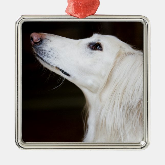 Ornement Carré Argenté Saluki recherchant (Devant)