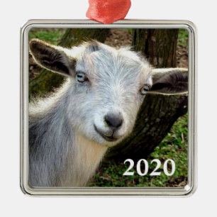 Ornement Carré Argenté Silver Blue Eyed Nigerian Dwarf chèvre laitière en