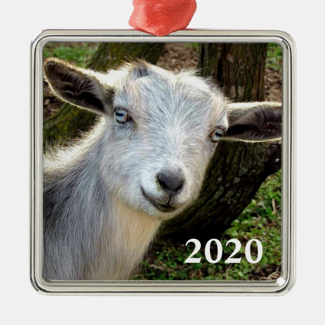 Ornement Carré Argenté Silver Blue Eyed Nigerian Dwarf chèvre laitière en (Devant)