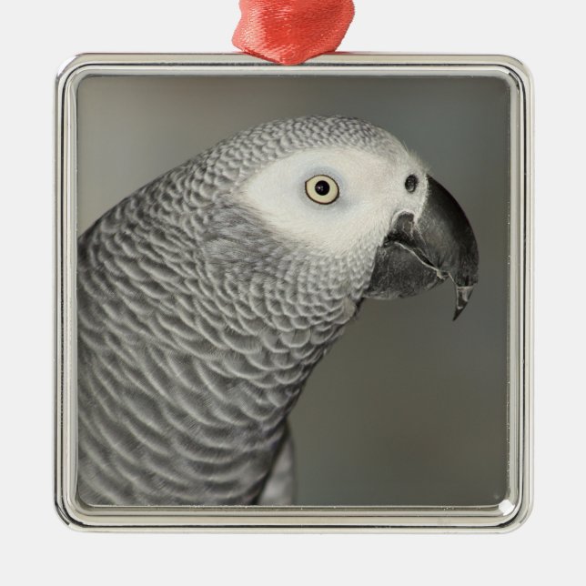 Ornement Carré Argenté Stately african Grey Parrot (Devant)