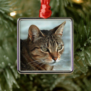 Ornement Carré Argenté Tabby Cat étonnant FermerPortrait Artistique