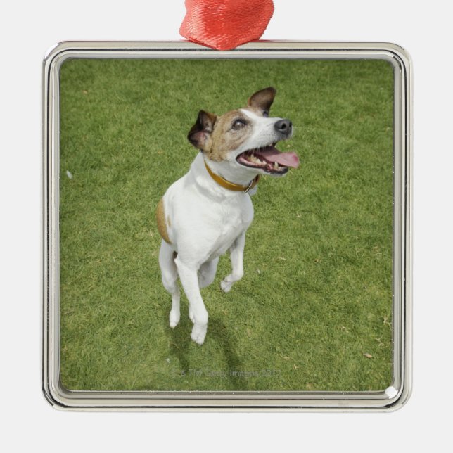 Ornement Carré Argenté Terrier de Jack Russell sautant, vue élevée (Devant)