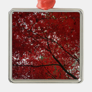 Ornement Carré Argenté Tree Fall Season Red Brown Autumn Leaves