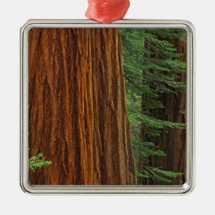 Ornement Carré Argenté Troncs de Séquoia géant en forêt, Yosemite