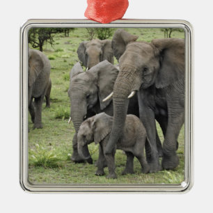 Ornement Carré Argenté Troupeau d'éléphants africains, Loxodonta africana