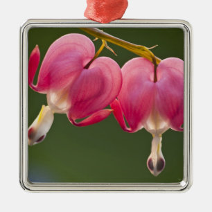 Ornement Carré Argenté USA, Pennsylvanie. Gros plan de deux saignements