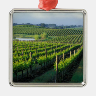 Ornement Carré Argenté Vignes en rangées nettes dans le Napa en Californi