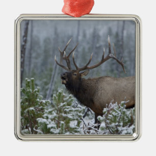 Ornement Carré Argenté Wapiti mâle dans la neige appelant, bramant, Yello