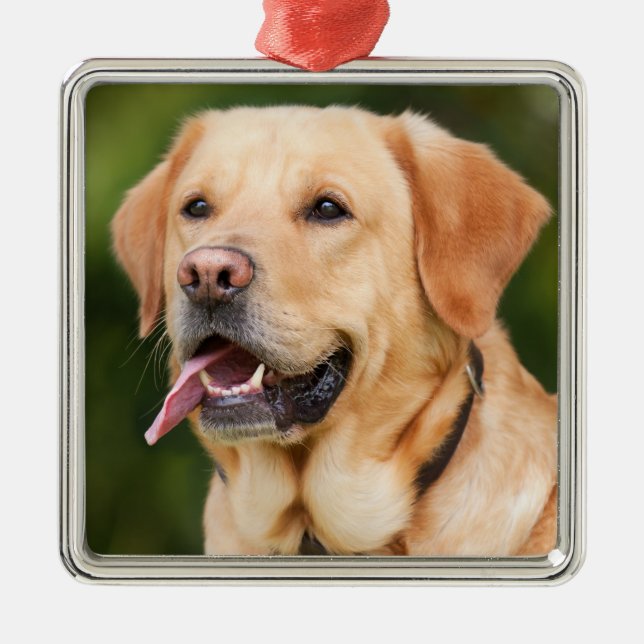 Ornement Carré Argenté Yellow Labrador Retriever Dog - Lab (Devant)
