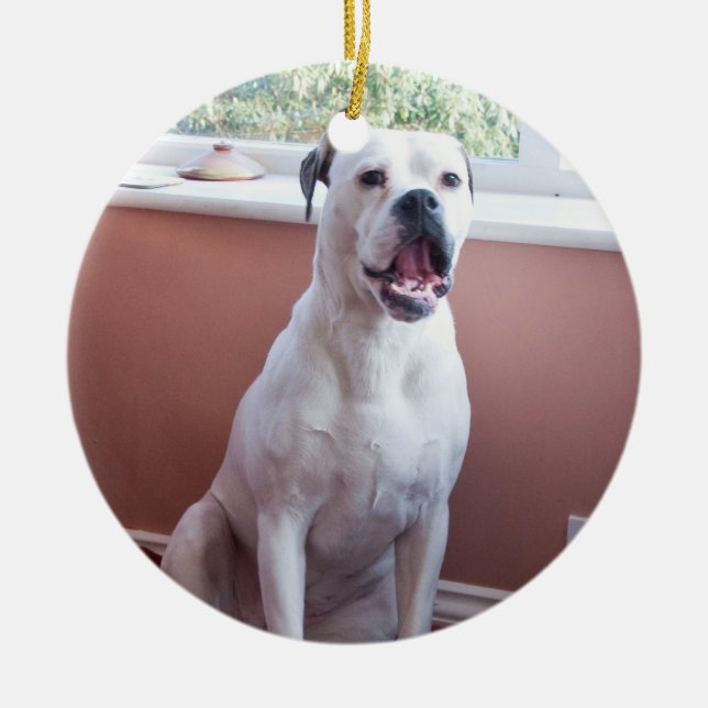 Ornement : Chien blanc de boxeur (Devant)
