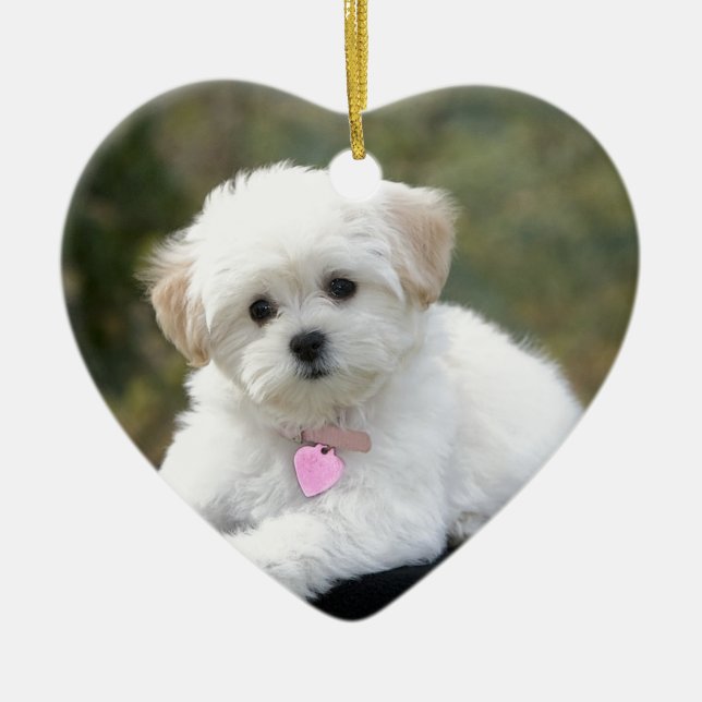 Ornement Cœur En Céramique Chien blanc pelucheux (Devant)