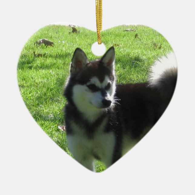 Ornement Cœur En Céramique Chien d'Alaska de Klee Kai (Devant)