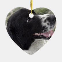 Chien de berger bulgare de Sara