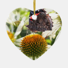 Papillon amiral sur fleur