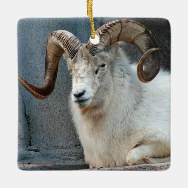 Ornement Dall Sheep (Devant)