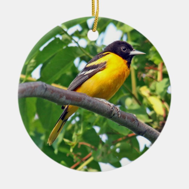 Ornement de Baltimore Oriole (Devant)