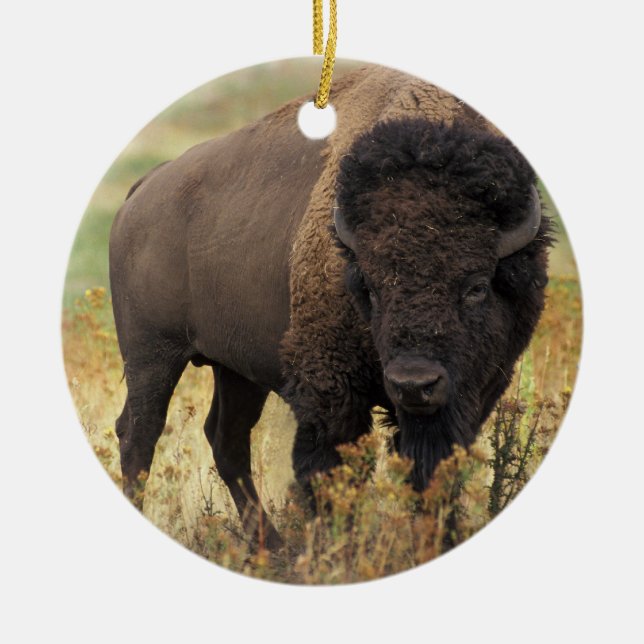 Ornement de bison américain (Devant)