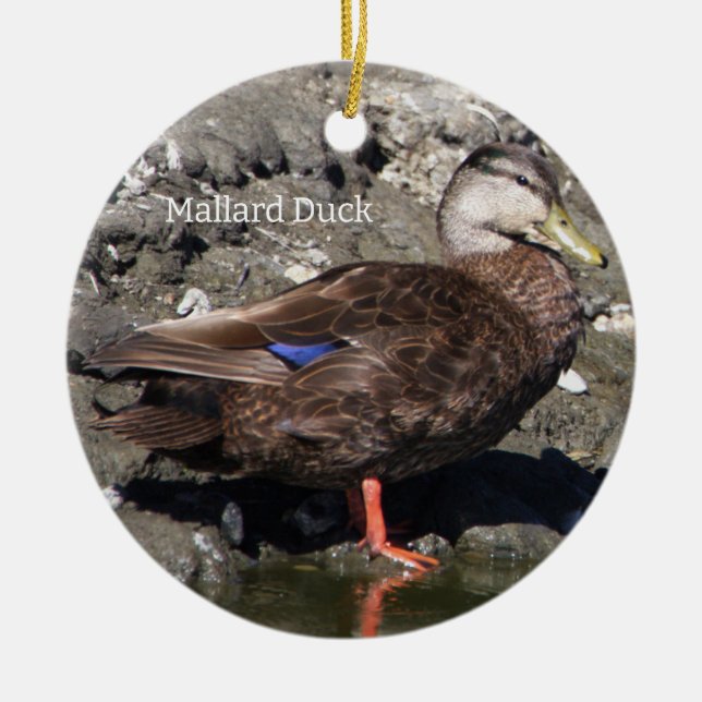 Ornement de canard de Mallard (Devant)