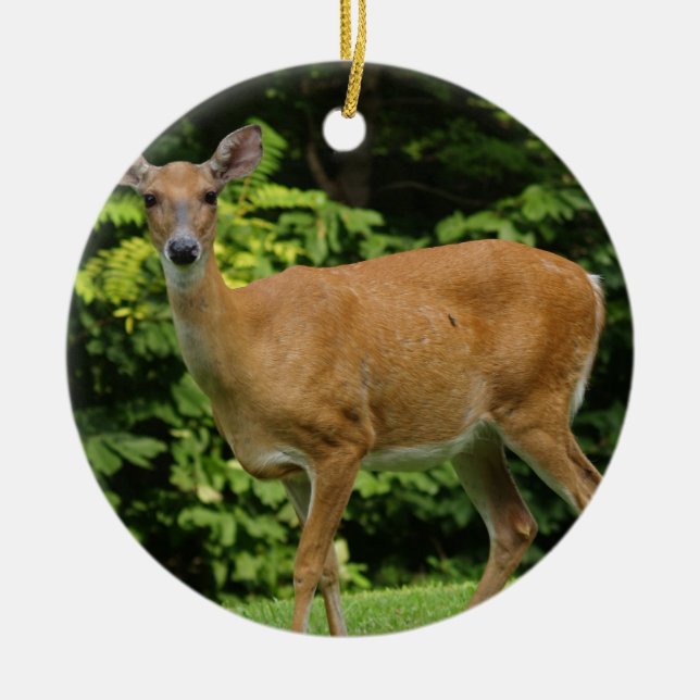 Ornement de cerfs communs (Devant)