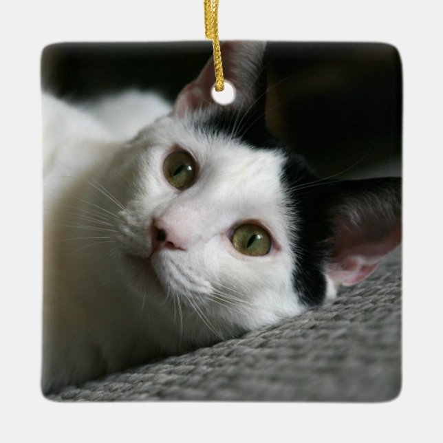 Ornement de chat (Devant)