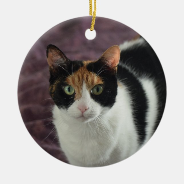 Ornement de chat de calicot (Devant)