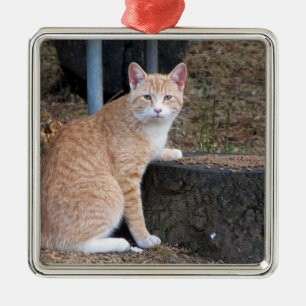 Ornement de chat Tabby Orange