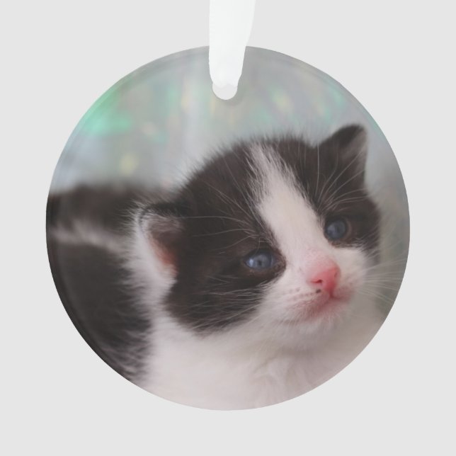 Ornement de chaton de Tuxedo (devant)