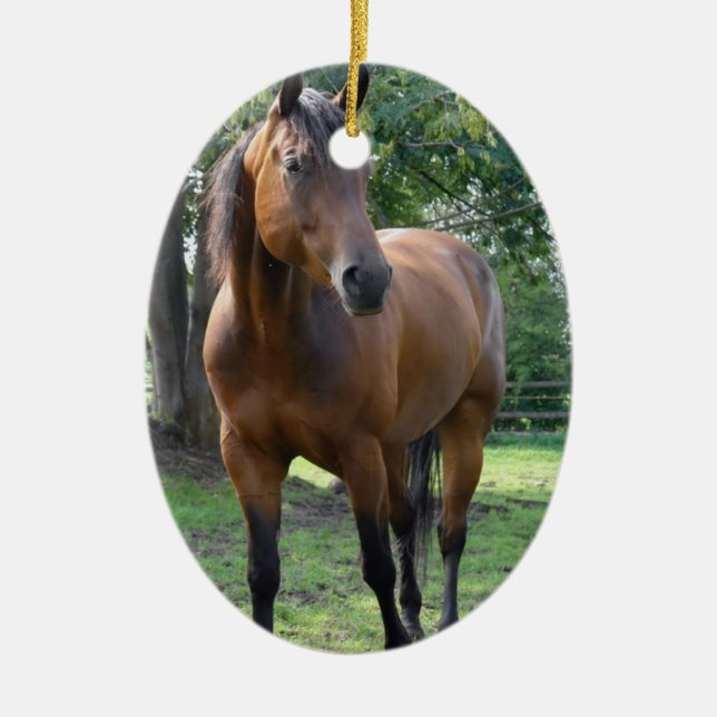 Ornement de cheval de pur sang de baie (Devant)