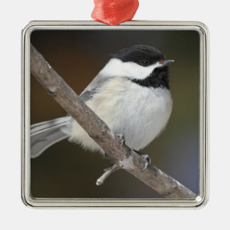 Ornement de Chickadee