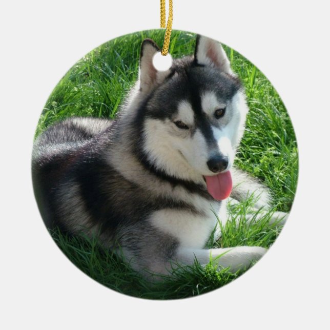 Ornement de chien de chien de traîneau sibérien (Devant)