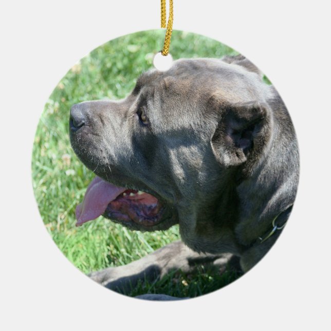 Ornement de chien de corso de canne (Devant)