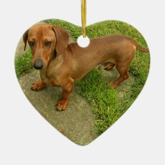 Ornement de chien de Daschund (Devant)