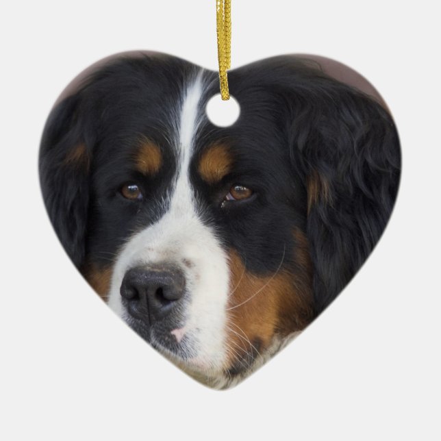 Ornement de chien de montagne de Bernese (Devant)