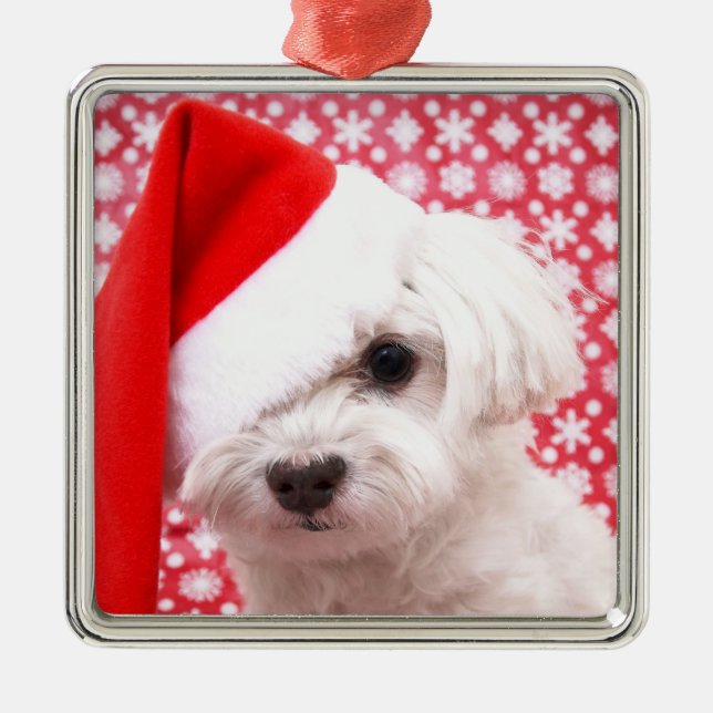 Ornement de chien de Noël (Devant)