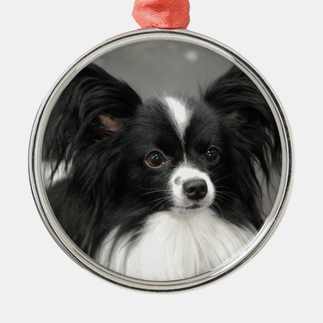 Ornement de chien de Papillon (Devant)