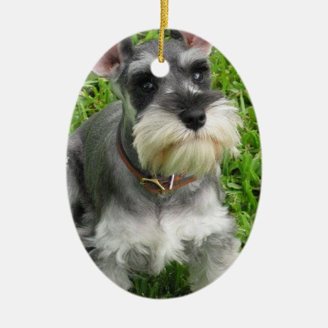 Ornement de chien de Schnauzer (Devant)